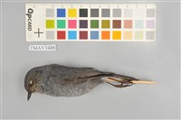 藏品(鉛色水鶇)的圖片